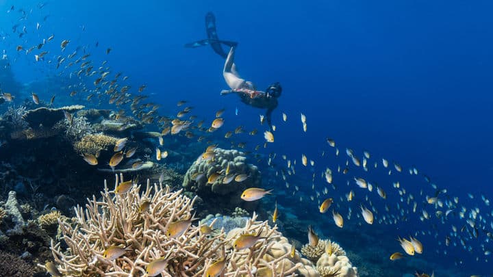 Off-Island Reef Exploration